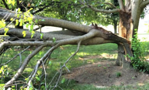 bradford pear tree crisis