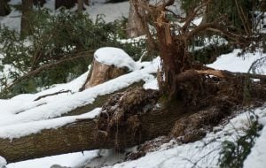 roots of trees in winter winter trees