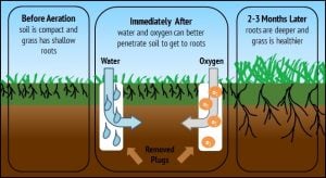 why is my tree dying - benefits of soil aeration
