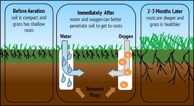 Why Is My Tree Dying Even With All This Rain? | Red Cedar Inc