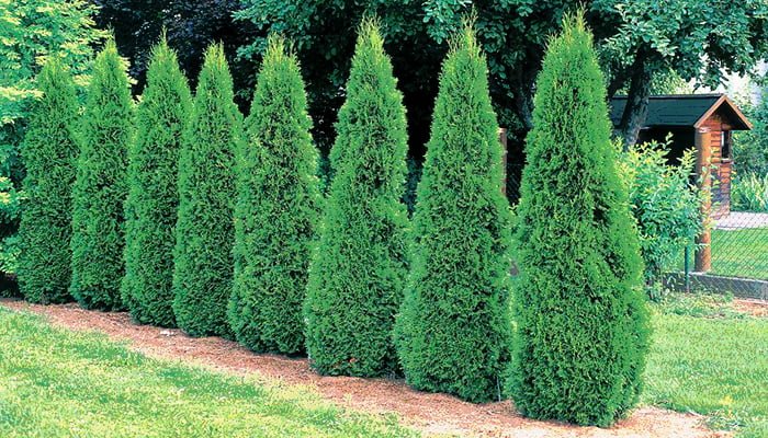 Emerald green arborvitae