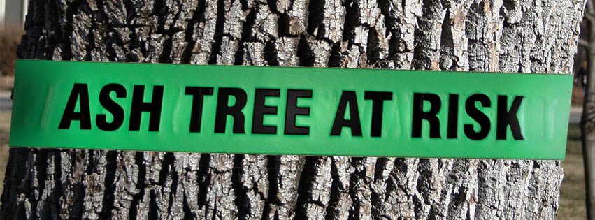 Since its discovery in Michigan in 2002, EAB has already killed hundreds of millions trees in the U.S.