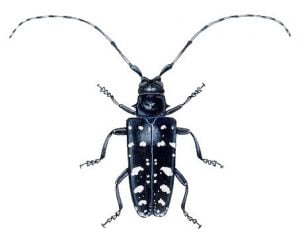 what is an asian longhorned beetle