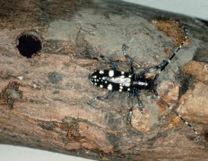 asian longhorned beetle damages 