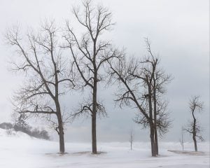 dormant trees in winter winter trees