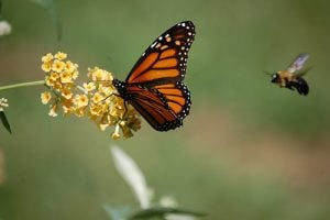 foster wildlife to create sustainable landscape