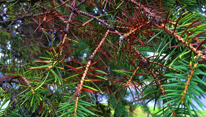 blue spruce tree needles are brown, burned spruce needles, needle cast disease