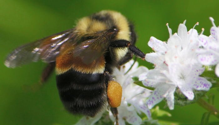 bumble bee friendly plants feature