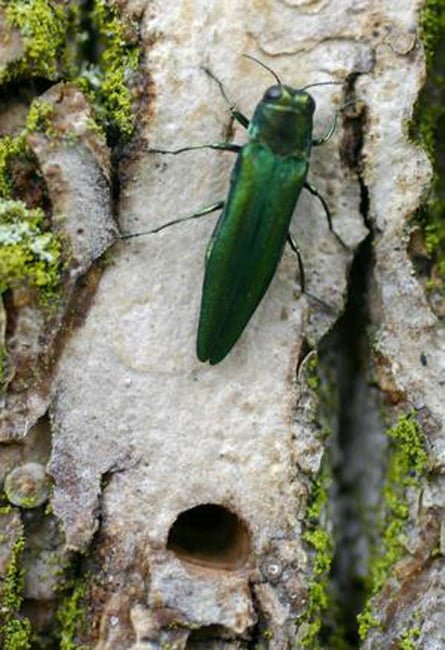 The emerald ash borer and its “D” shaped exit hole. Photo by Phil Nixon/University of Illinois.