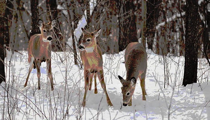 winter deer damages prevention