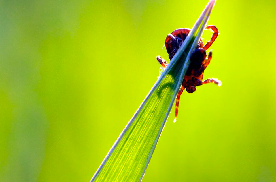 deer-tick-on-grass