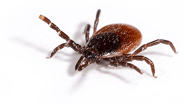 spray for ticks in your yard