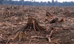 deforestation and climate change