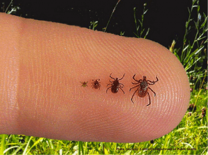 tick prevention lyme disease prevention tick control