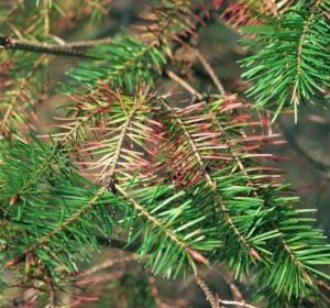 blue spruce tree needles are brown, burned spruce needles, needle cast disease