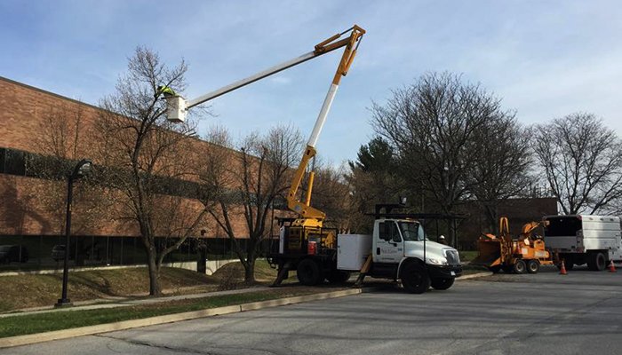 tree specialist tree pruning