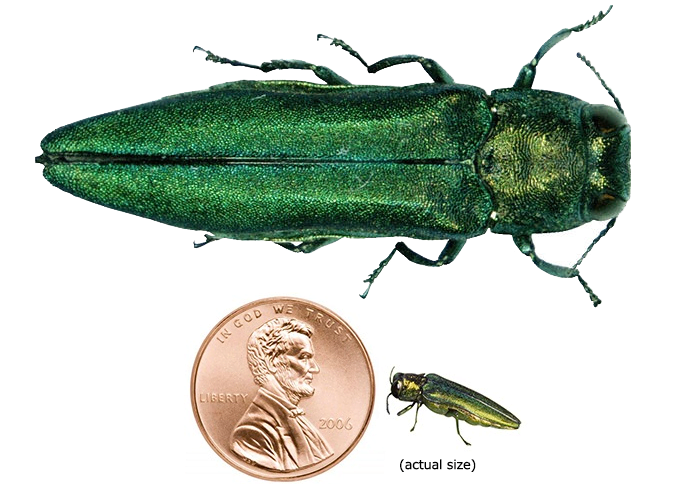 emerald-ash-borer-