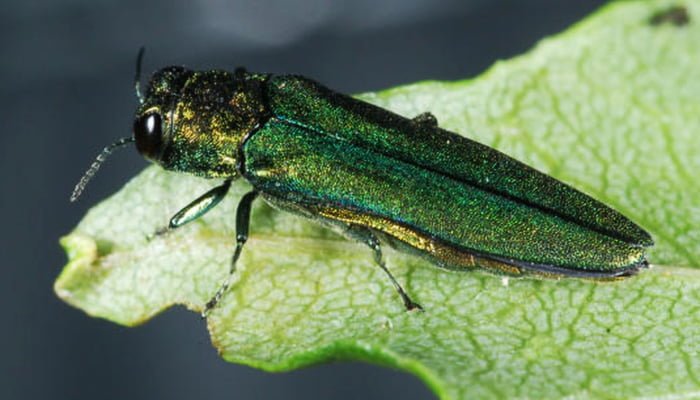 emerald ash borer