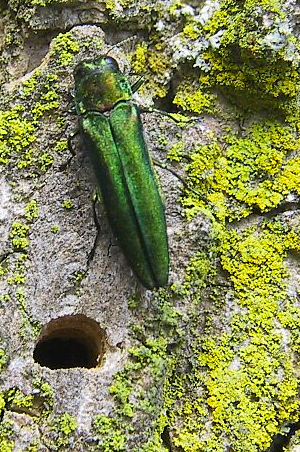 emerald-ash-borer-hole-in-ash-tree