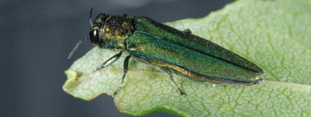 integrated pest management services emerald ash borer