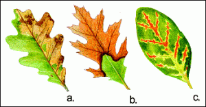 oak wilt symptoms in oak leaves