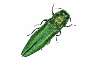 insect identification emerald ash borer