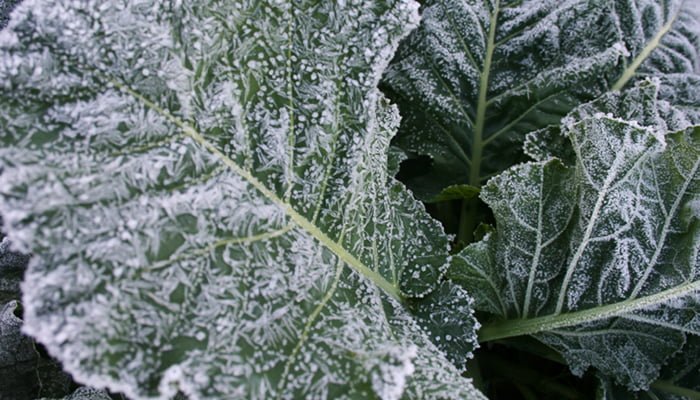 protecting plants from frost