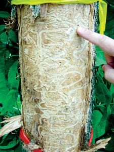 emerald ash borer