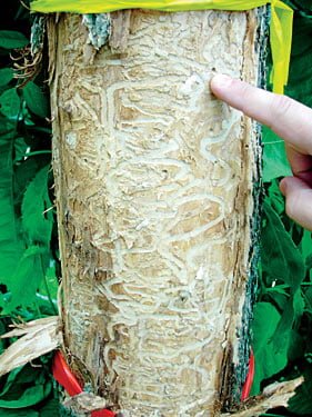 emerald ash borer, tree and shrub care