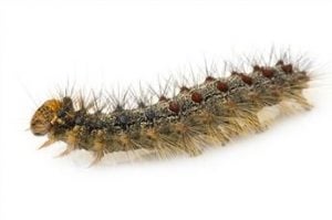 insect identification gypsy moth caterpillar