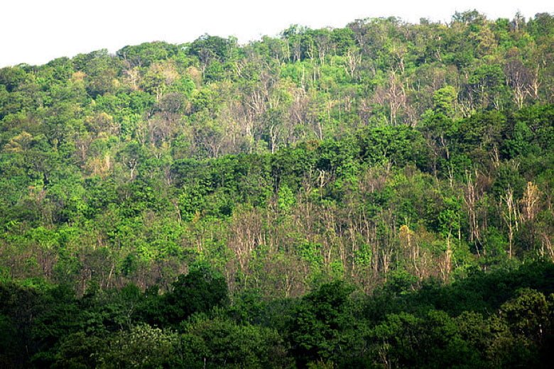 gypsy-moth-destruction-forest