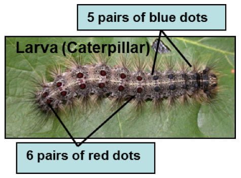 gypsy-moth-larva-identification