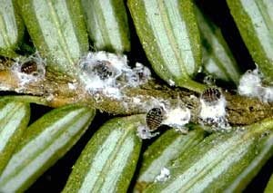 horticultural oil for hemlock woolly adelgid