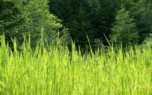 tick prevention avoid high grass