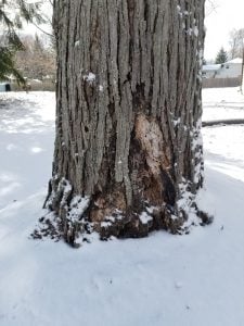 preventing tree damage