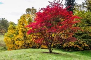 trees with shallow roots