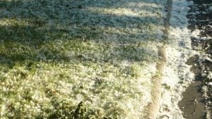 cottonwoods cotton on ground