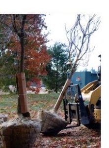 Tree Transplanting: How To Move A Tree | Red Cedar Inc