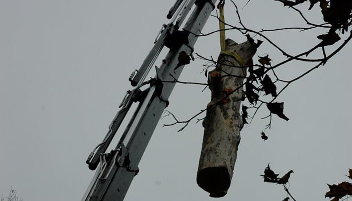 stump removal replanting after stump grinding