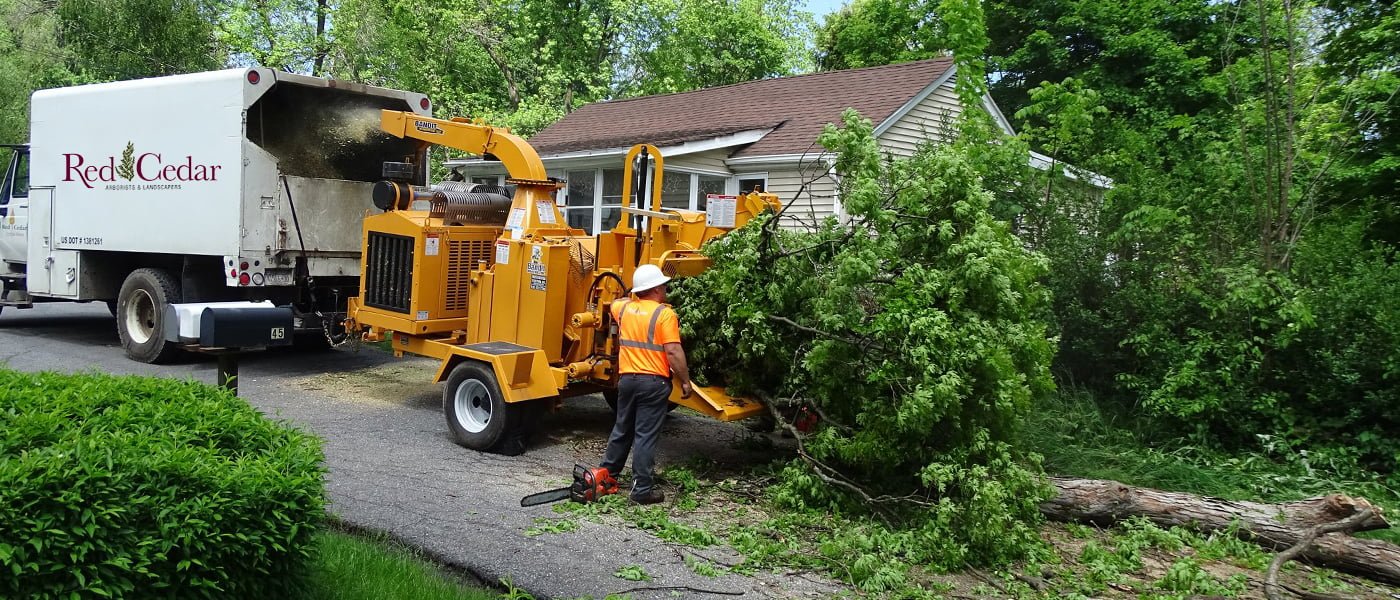 Why It Is Important To Hire A Professional Tree Service | Red Cedar Inc.