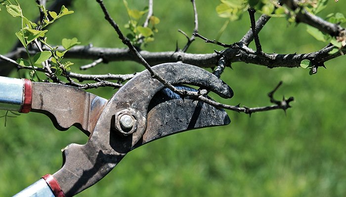 pruning young trees