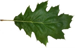 red oak leaf shape oak wilt