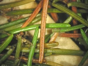 blue spruce tree needles are brown, burned spruce needles, needle cast disease