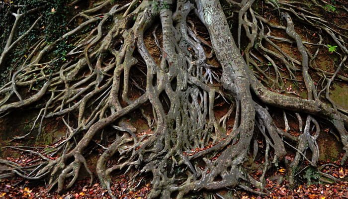 healthy root system