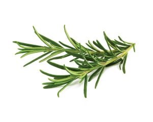 rosemary as mosquito repellent