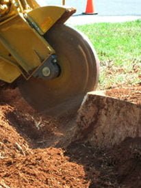 tree removal service stump grinding