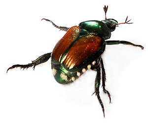 insect identification Japanese beetle