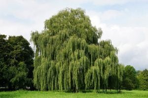 proper tree space for weeping willow