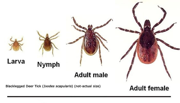 When Is The Right Time To Spray For Ticks In Your Yard Red Cedar Inc