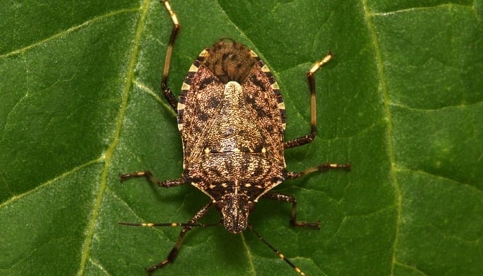 stink bug